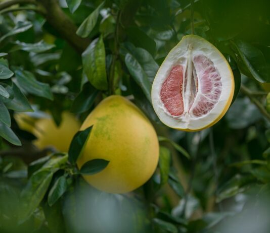 Pomelo je exotické ovoce plné chuti a zdraví